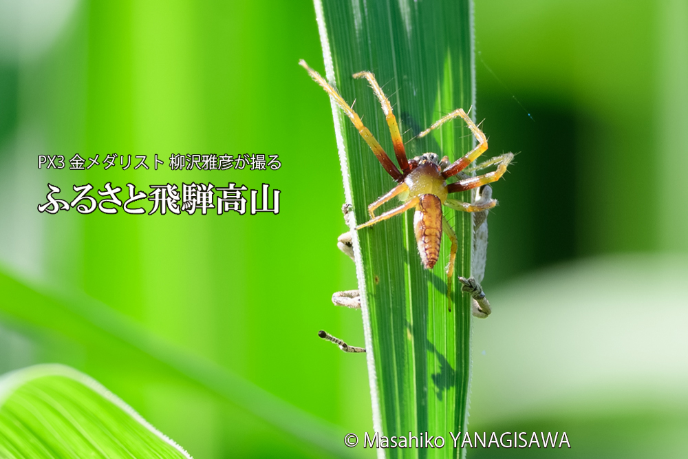 飛騨高山に棲むハナグモの写真です。