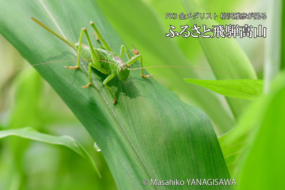 飛騨高山に棲むキリギリスの仲間の写真です。