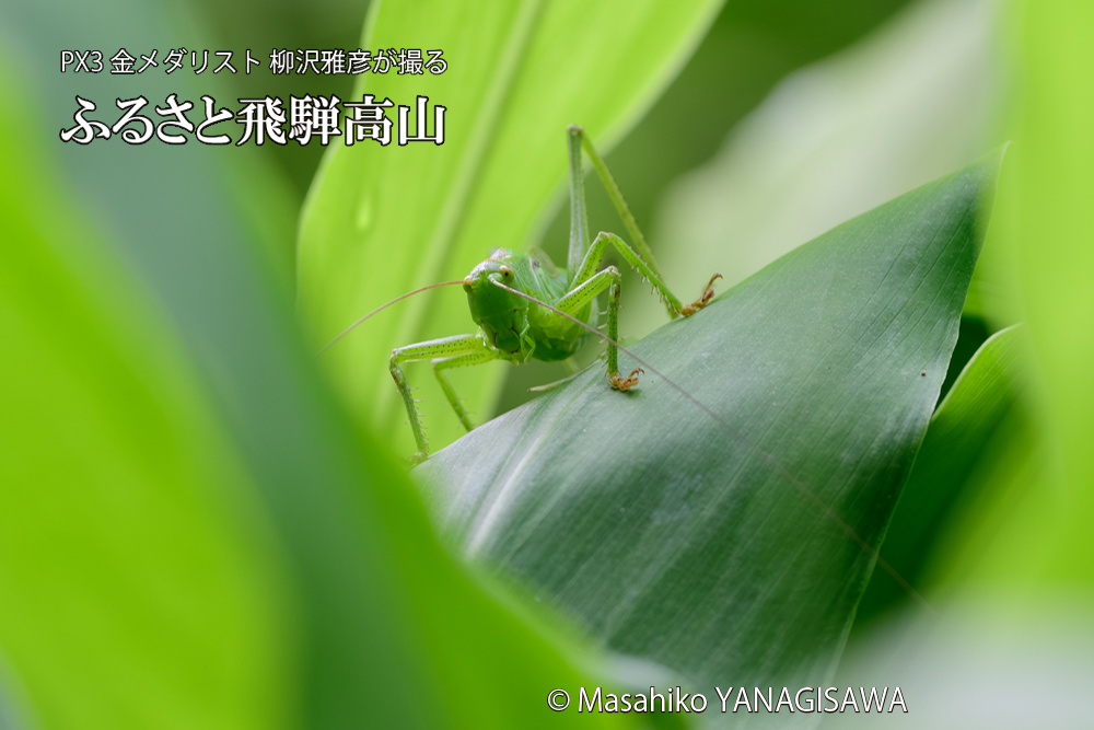 飛騨高山に棲むキリギリスの仲間の写真です。