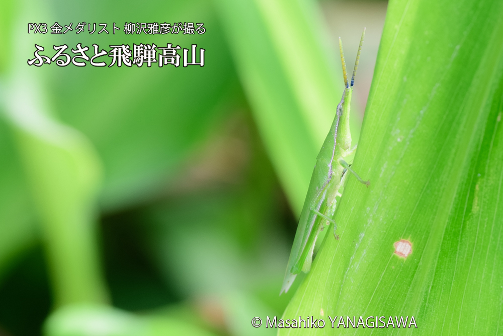 飛騨高山に棲むショウリョウバッタの写真です。