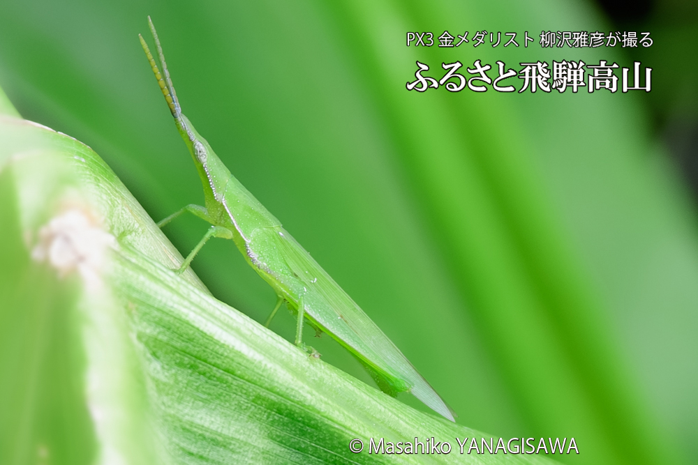 飛騨高山に棲むショウリョウバッタの写真です。