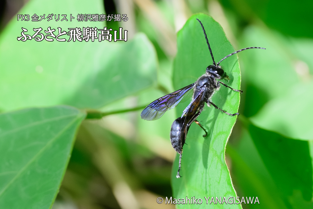 飛騨高山に棲むクロアナバチの写真です。