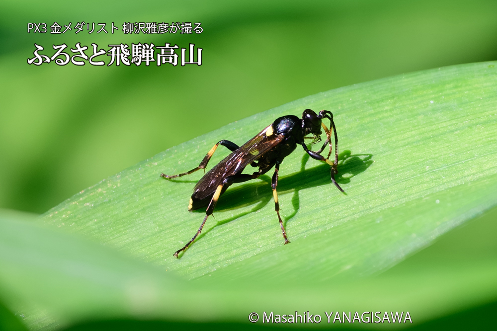 飛騨高山に棲むキゴシジガバチ？の写真です。