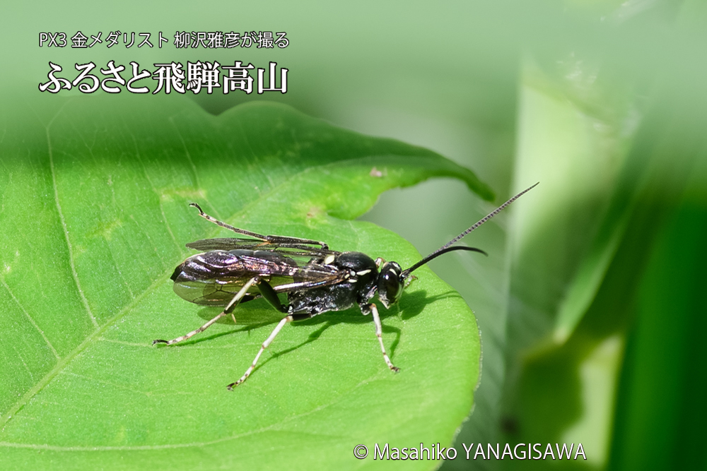 飛騨高山に棲むキゴシジガバチ？の写真です。
