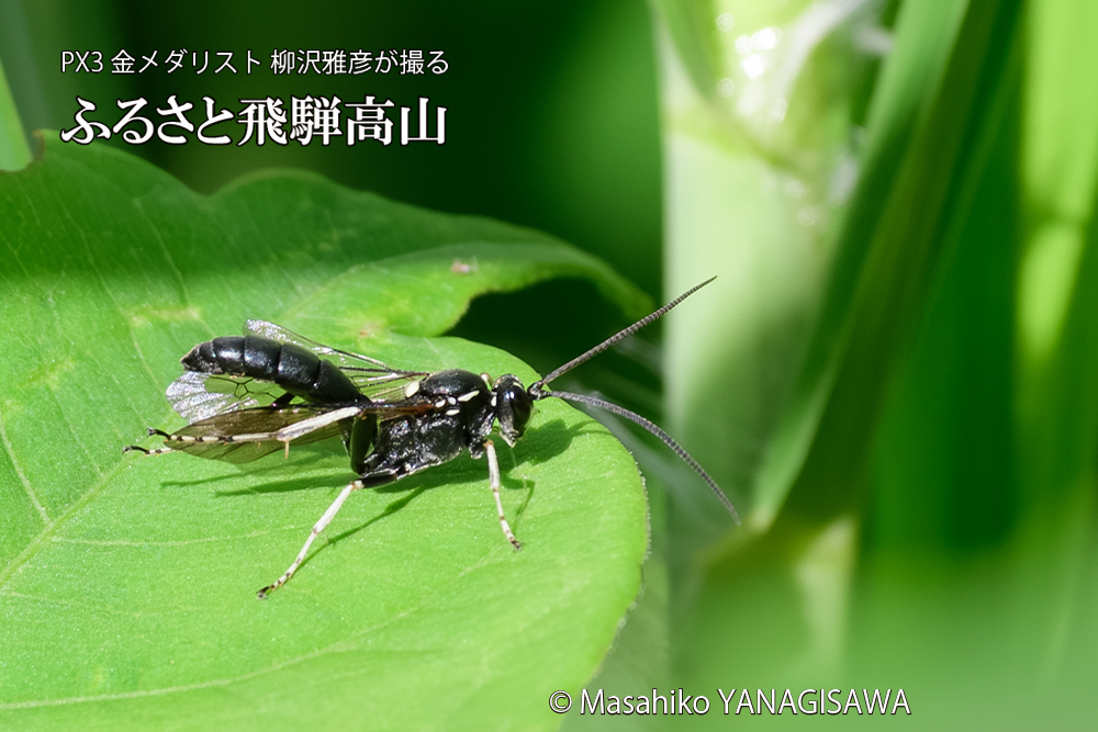 飛騨高山に棲むキゴシジガバチ？の写真です。