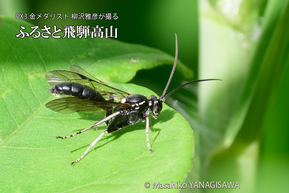 飛騨高山に棲むキゴシジガバチ？の写真です。