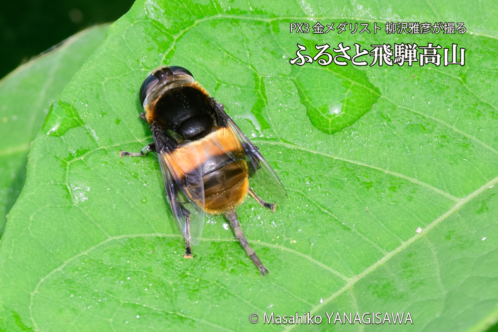 飛騨高山に棲むハナアブの写真です。