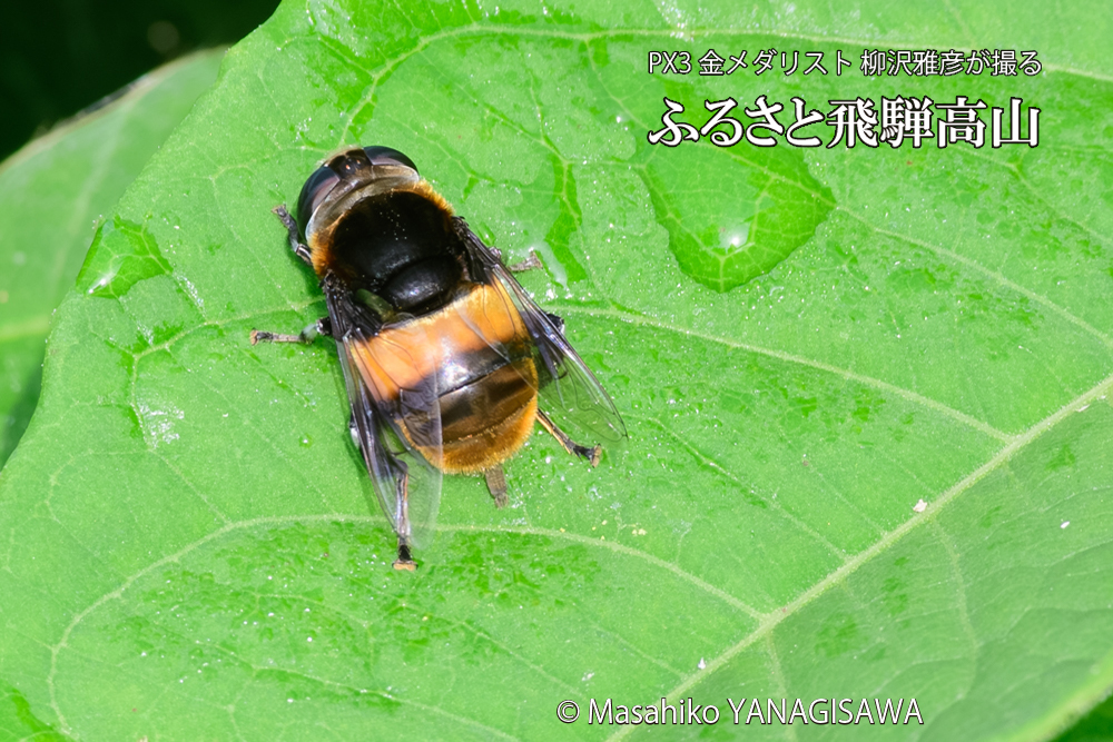 飛騨高山に棲むハナアブの写真です。