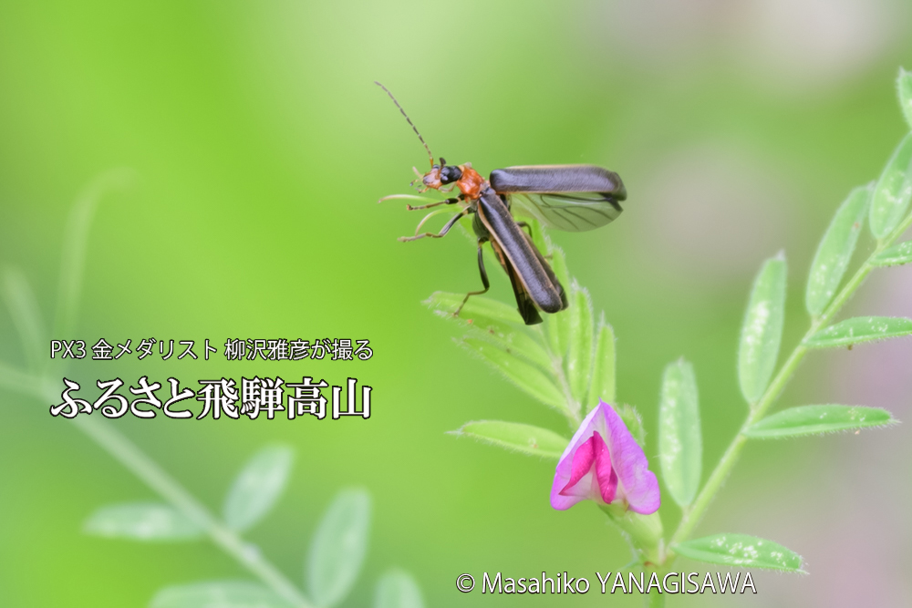 飛騨高山に棲むクビアカジョウカイの写真です。