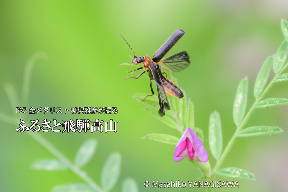 飛騨高山に棲むクビアカジョウカイの写真です。
