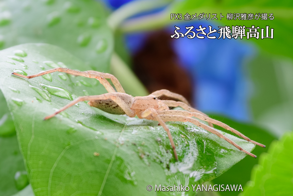 飛騨高山に棲むアシダカグモの写真です。