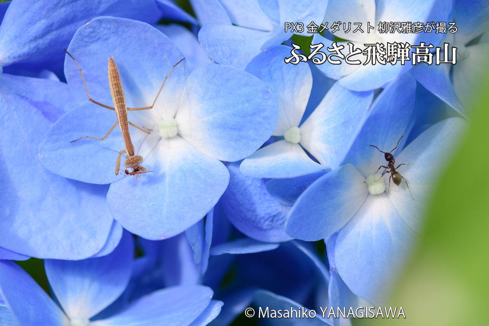 飛騨高山に棲むアリを食べるカマキリと目撃者の写真です。
