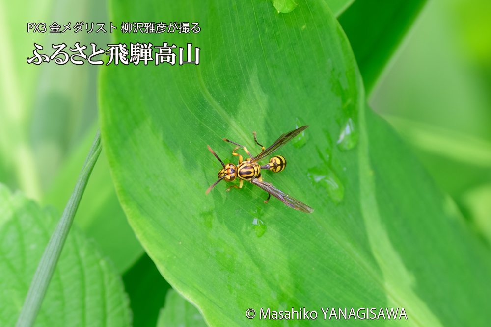 飛騨高山に棲むアシナガバチの写真です。