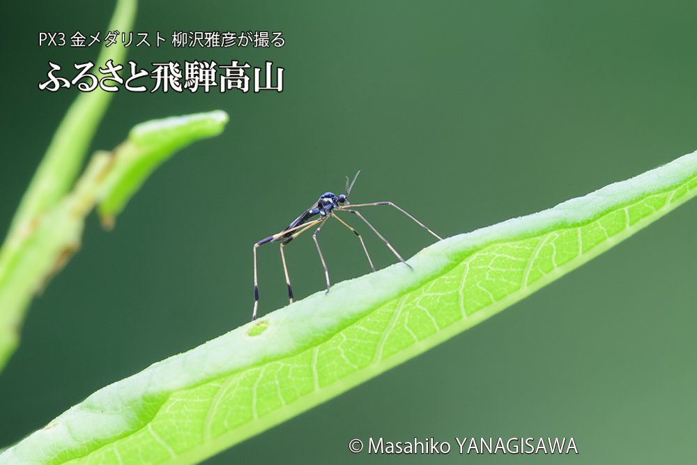 飛騨高山に棲むミスジガガンボの写真です。