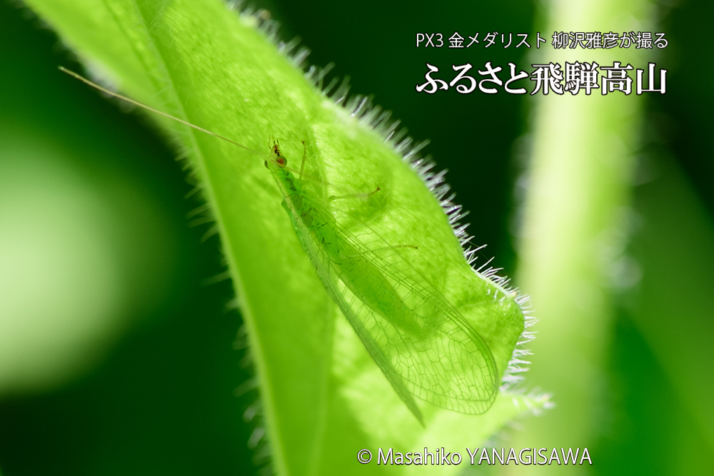 飛騨高山に棲むクサカゲロウの写真です。