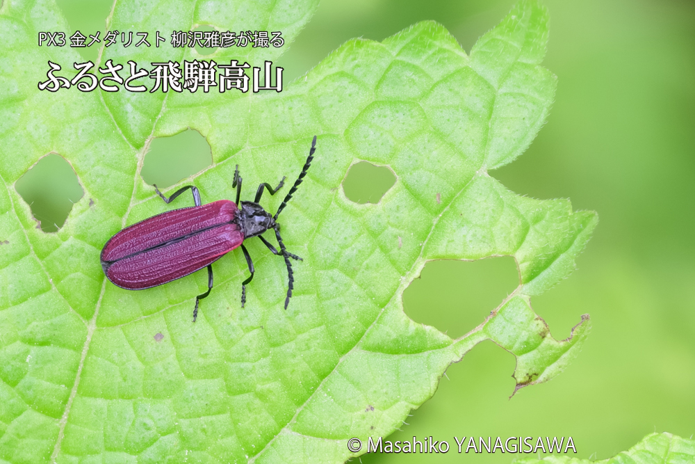 飛騨高山に棲むベニボタルの写真です。