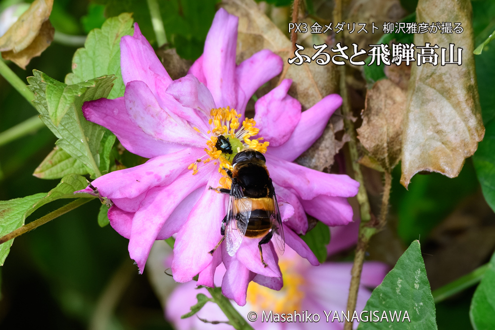 飛騨高山に棲むムシたちの写真です。