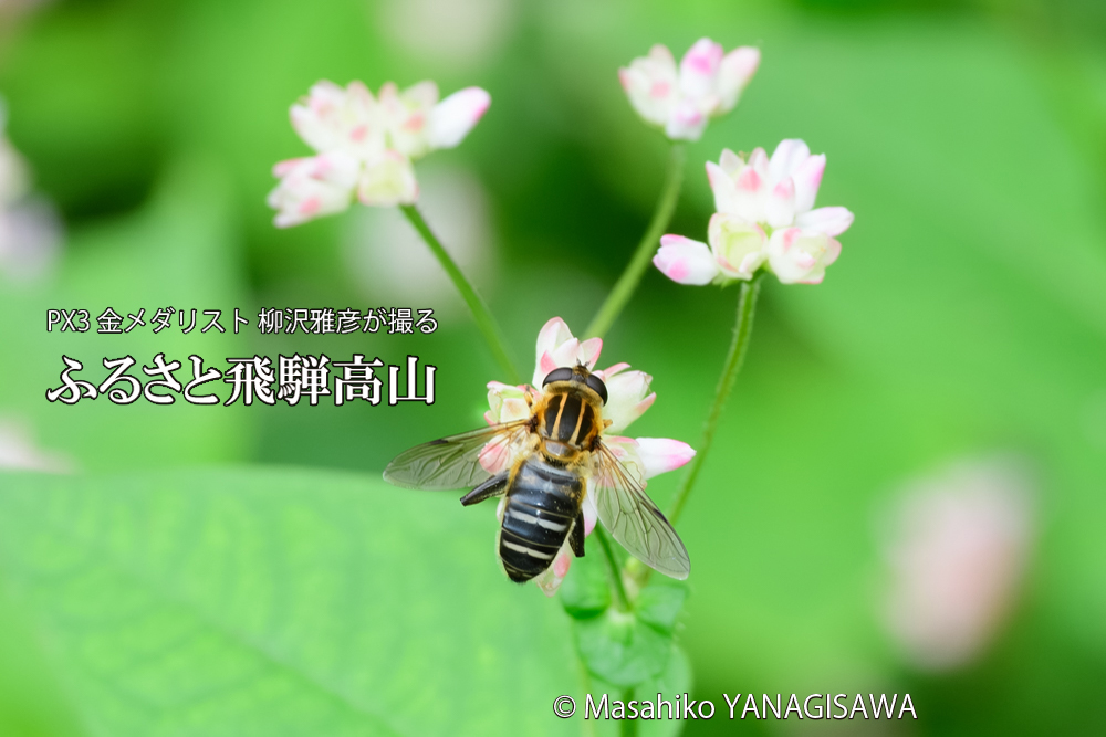 飛騨高山に棲むアシブトハナアブの写真です。