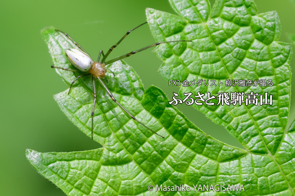 飛騨高山に棲むアシナガグモの狩り様子の写真です。