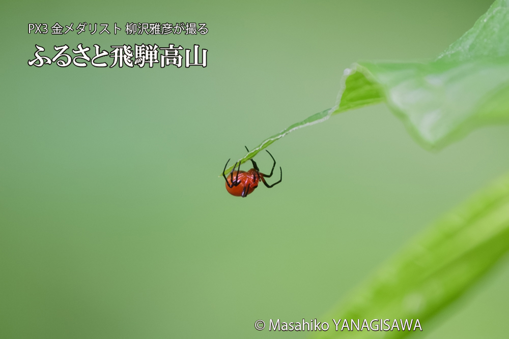 飛騨高山に棲む赤玉のようなクモの写真です。