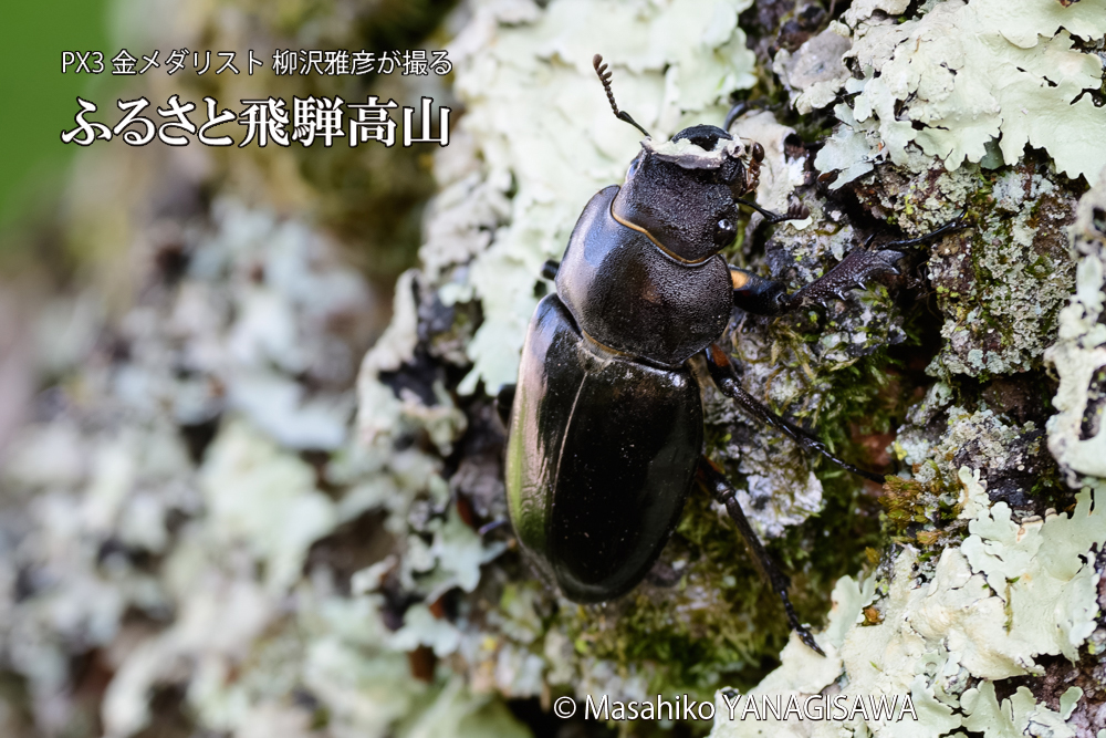 飛騨高山に棲むクワガタの散歩を邪魔するアリの写真です。