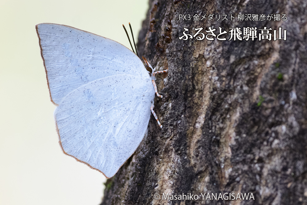 飛騨高山に棲むウラギンシジミの写真です。