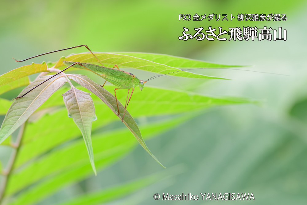 飛騨高山に棲むアシグロツユムシの写真です。