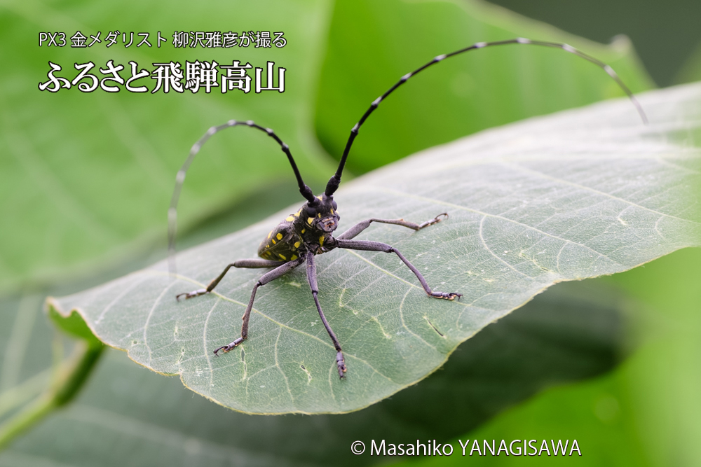 飛騨高山に棲むキボシカミキリの写真です。