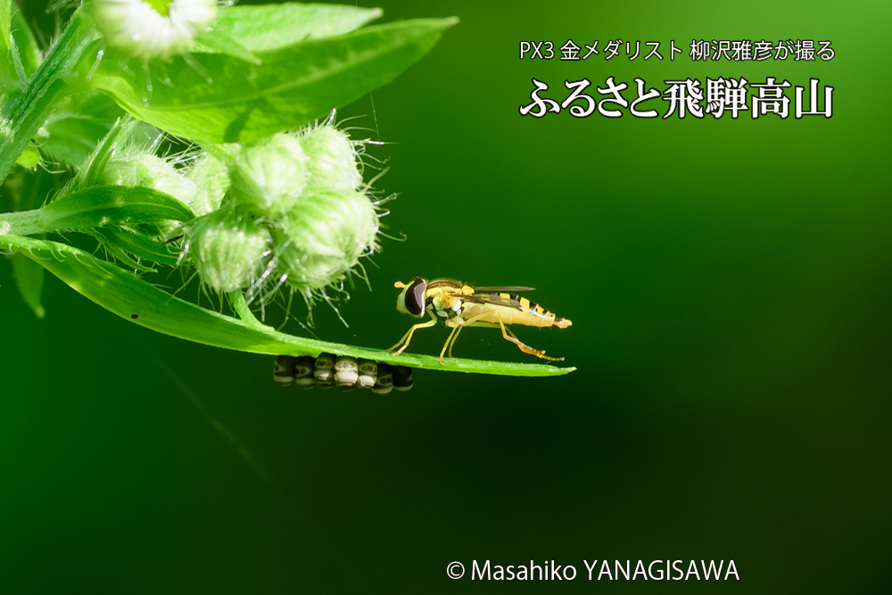 飛騨高山に棲むハナアブの写真です。
