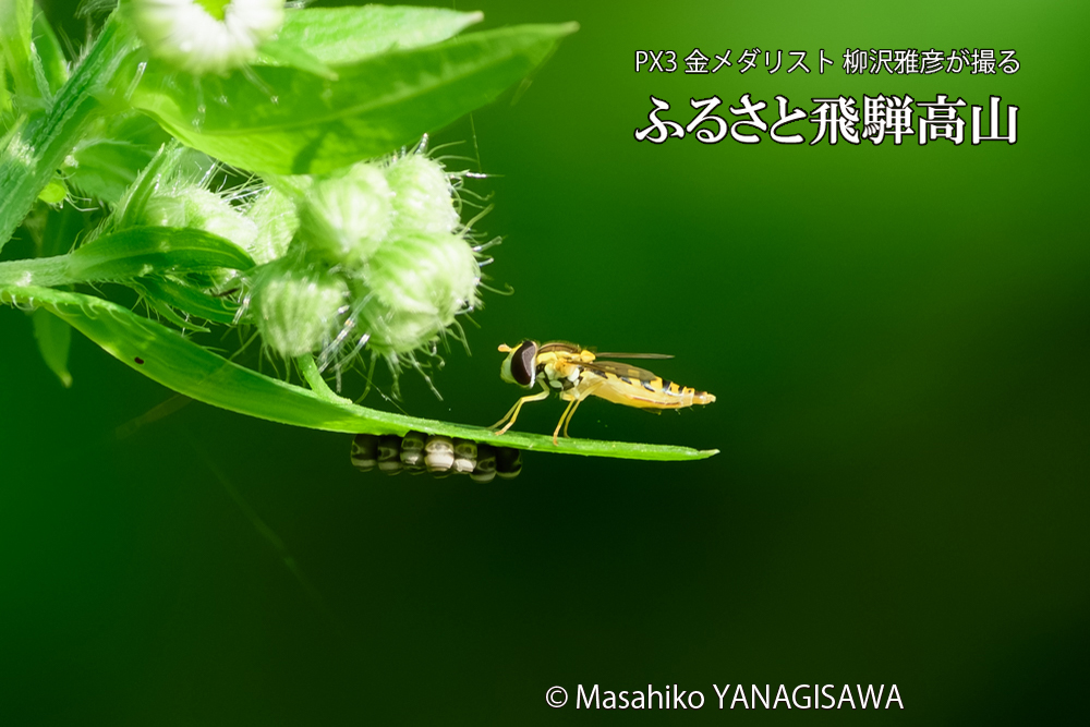 飛騨高山に棲むハナアブの写真です。