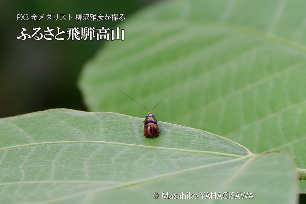 飛騨高山に棲むヒゲナガの写真です。