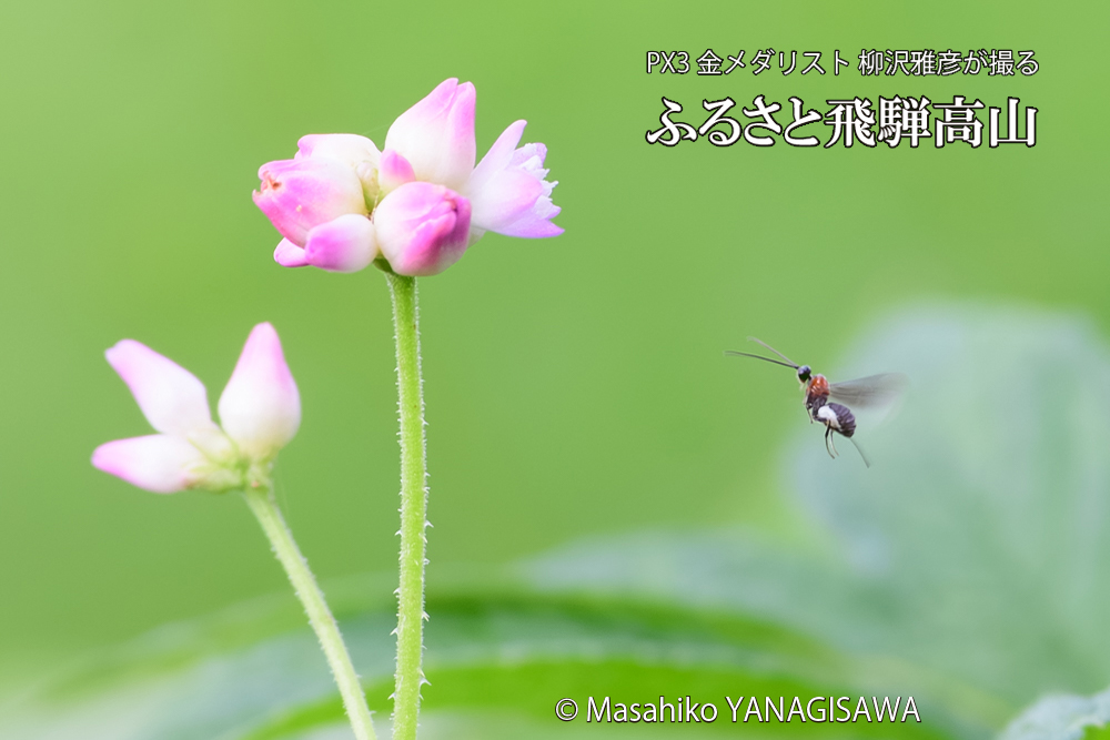 飛騨高山に棲むヒゲナガの写真です。