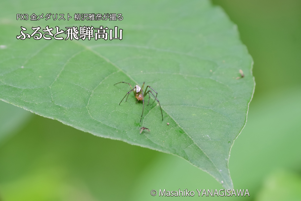 飛騨高山に棲むアシナガグモの狩りの写真です。