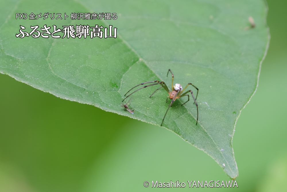 飛騨高山に棲むアシナガグモの狩りの写真です。