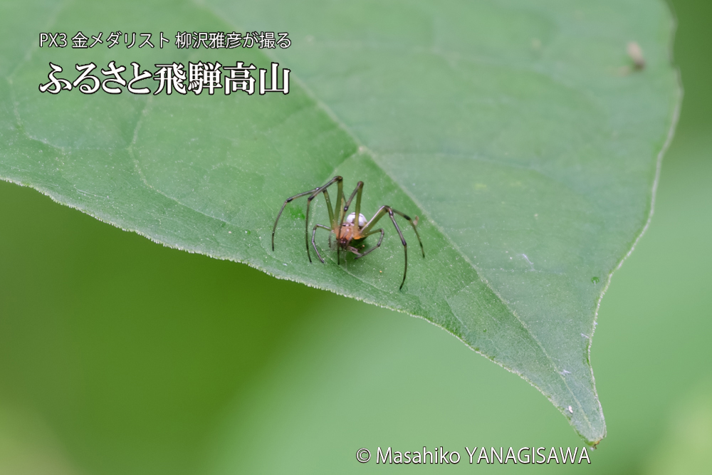 飛騨高山に棲むアシナガグモの狩りの写真です。