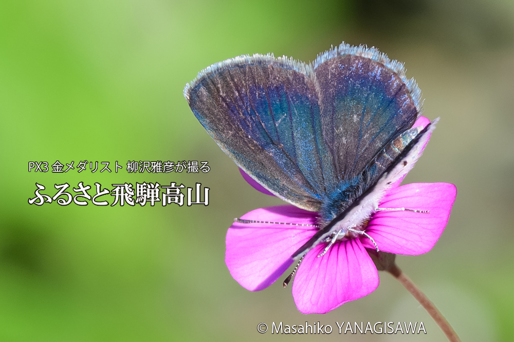 飛騨高山に棲むシジミチョウの写真です。