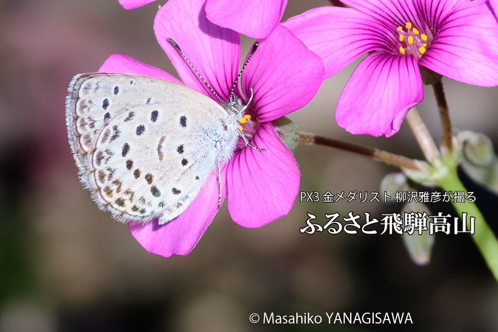 飛騨高山に棲むシジミチョウの写真です。