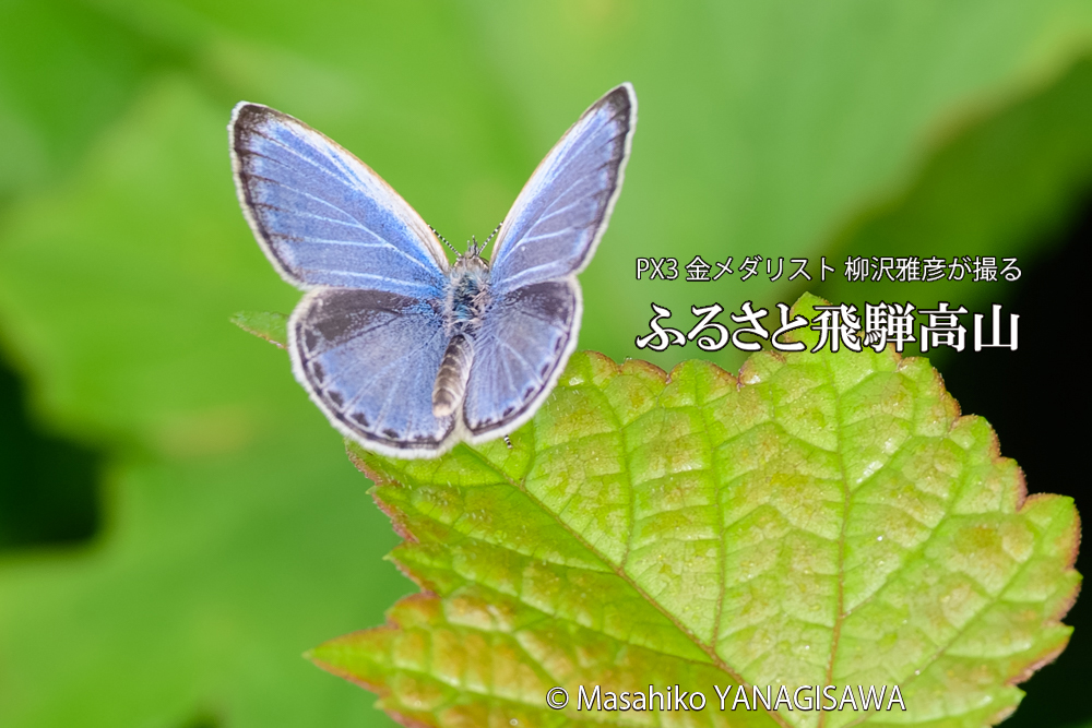 飛騨高山に棲むシジミチョウの写真です。