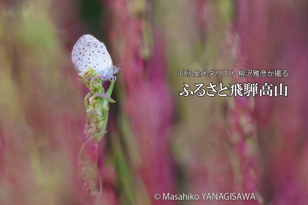 飛騨高山に棲むシジミチョウの写真です。