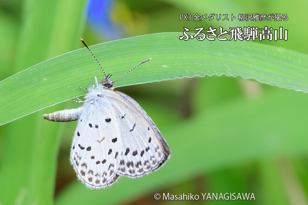 飛騨高山に棲むシジミチョウの写真です。