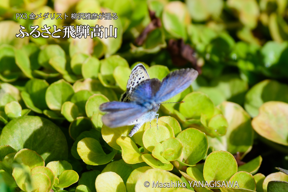 飛騨高山に棲むシジミチョウの写真です。