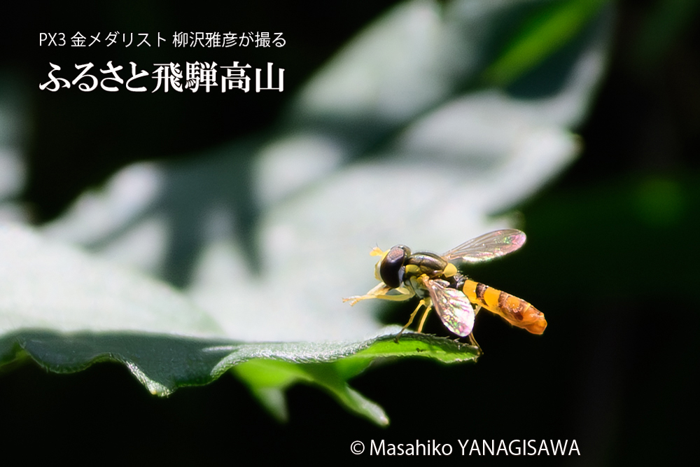 飛騨高山に棲むヒラタアブの写真です。