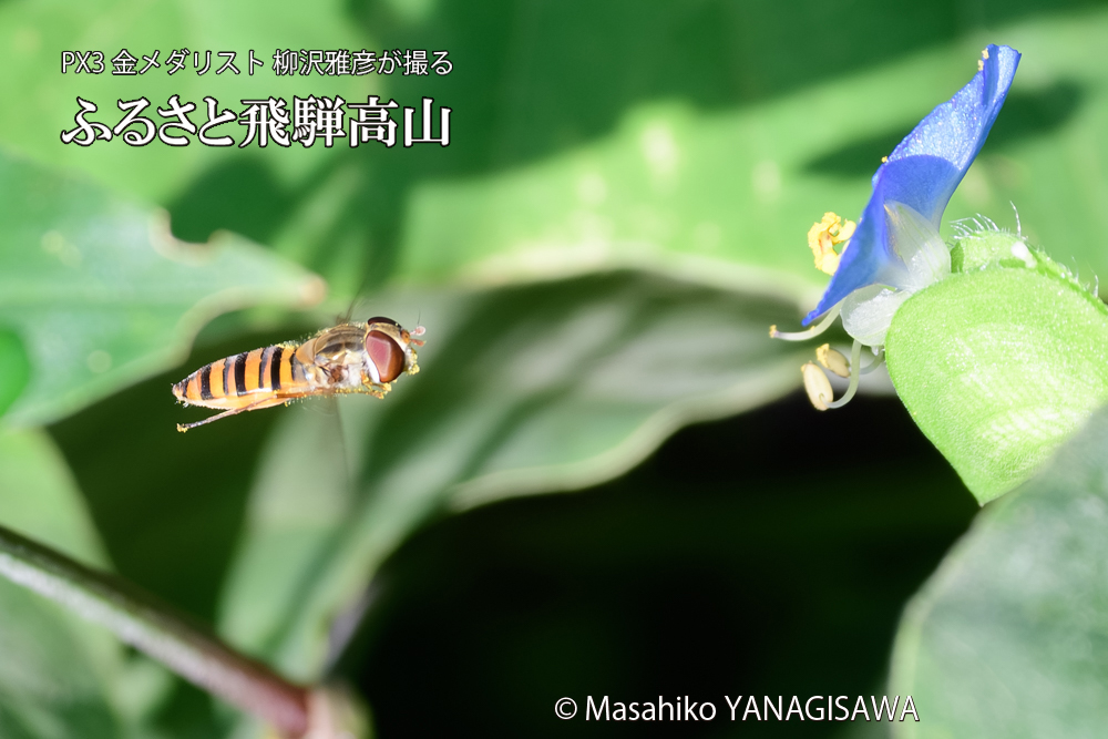 飛騨高山に棲むヒラタアブの写真です。