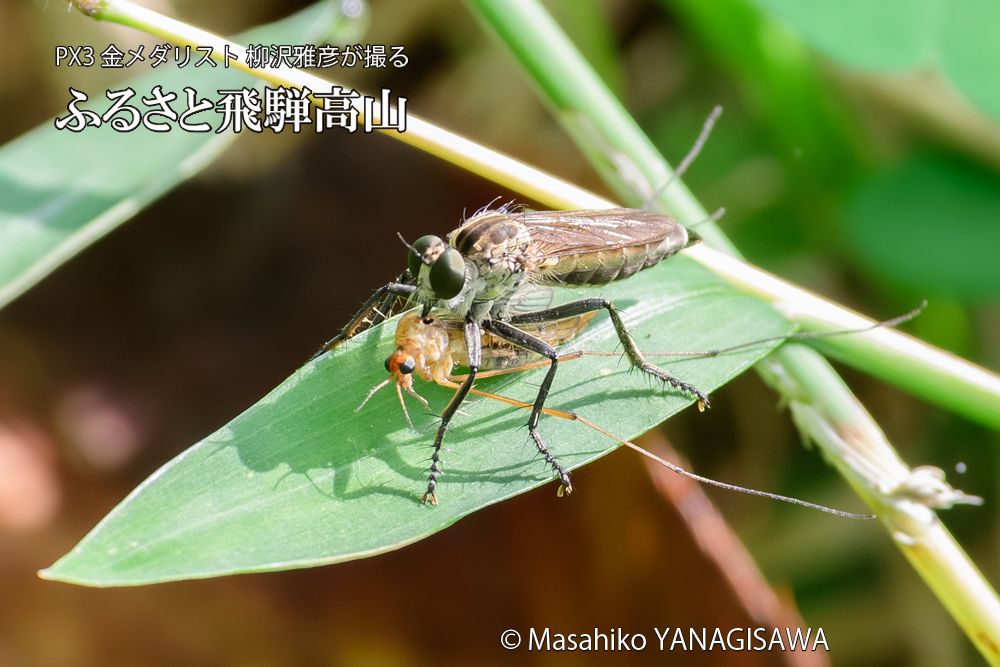 飛騨高山に棲むムシヒキアブの写真です。