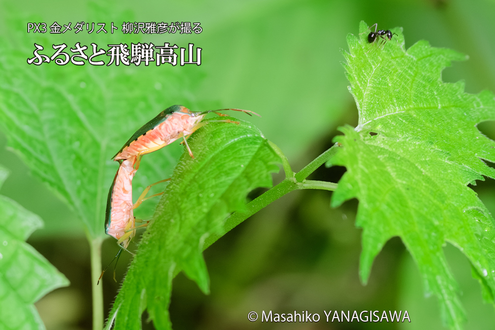 飛騨高山に棲むセアカツノカメムシの写真です。