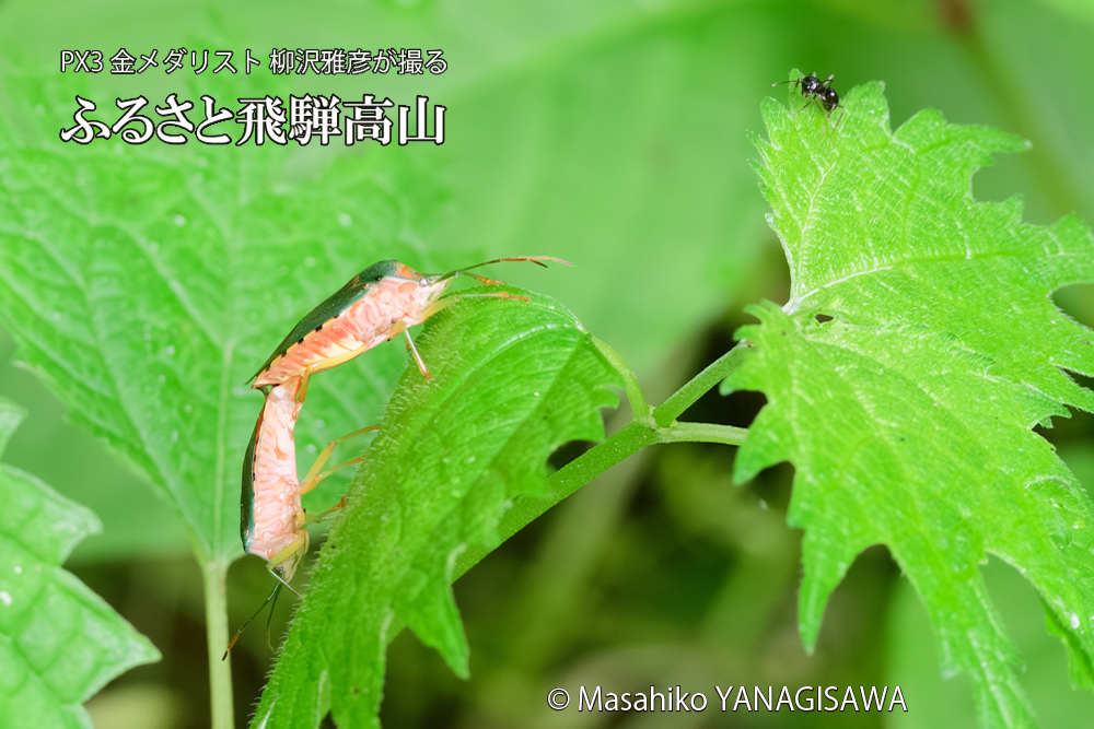 飛騨高山に棲むセアカツノカメムシの写真です。