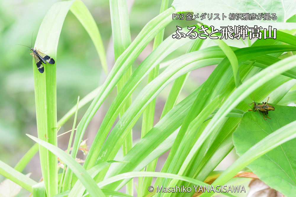 飛騨高山に棲むジョウカイボンとヤマトシリアゲの写真です。