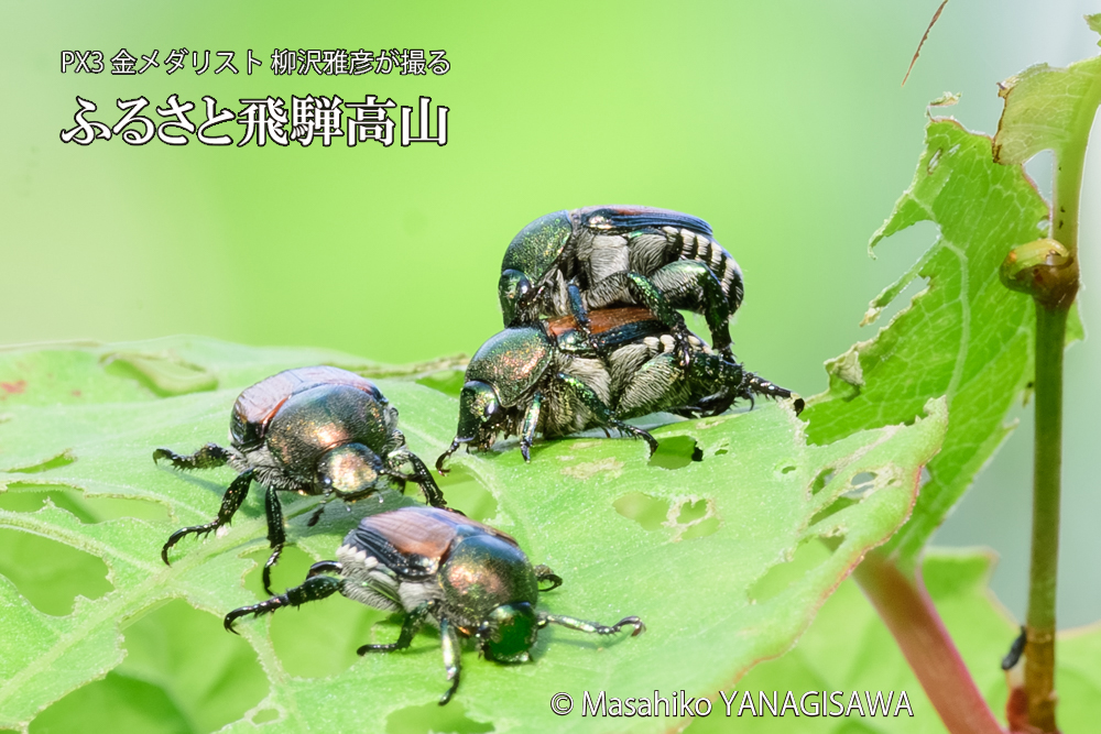 飛騨高山に棲むマメコガネの写真です。