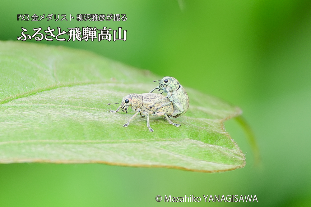 飛騨高山に棲むコフキゾウムシの写真です。
