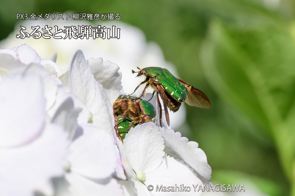 飛騨高山に棲むハナムグリの写真です。